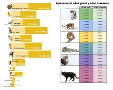 equivalencia edad mascotas gatos en humanos.jpg